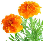 Marigold from Boulevard Florist Wholesale Market