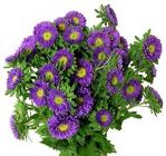 Matsumoto Aster from Boulevard Florist Wholesale Market