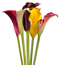 Calla Lily - Mini from Boulevard Florist Wholesale Market