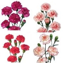 Carnations MINI *ALL PINKS* from Boulevard Florist Wholesale Market