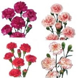 Carnations MINI *ALL PINKS & LAV" from Boulevard Florist Wholesale Market