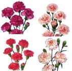 Carnations MINI *ALL PINKS & LAV" from Boulevard Florist Wholesale Market