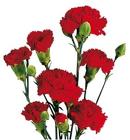 Carnation - Mini - RED from Boulevard Florist Wholesale Market