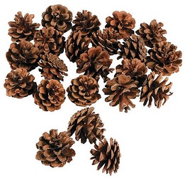 Pine Cone Mini (Bag 25) from Boulevard Florist Wholesale Market