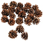 Pine Cone Mini (Loose) from Boulevard Florist Wholesale Market