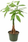 Pachira - "Money Tree" from Boulevard Florist Wholesale Market