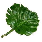 Monstera - Small - 11" from Boulevard Florist Wholesale Market