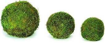 Moss Ball - 2