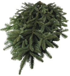 Noble Fir Boughs from Boulevard Florist Wholesale Market