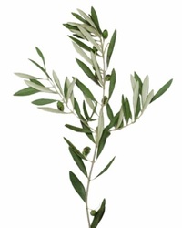 Olive Branch from Boulevard Florist Wholesale Market