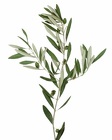 Olive Branch from Boulevard Florist Wholesale Market