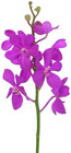 Mokara Orchid from Boulevard Florist Wholesale Market
