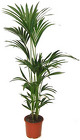 Palm - 