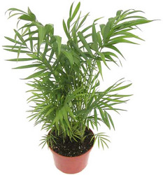 Palm - "Neanthe Bella"  from Boulevard Florist Wholesale Market
