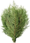 Cedar Port Orford - 40lb Case from Boulevard Florist Wholesale Market