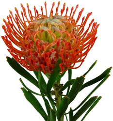 Protea - Pincushion from Boulevard Florist Wholesale Market