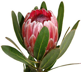 Protea Pink Ice from Boulevard Florist Wholesale Market