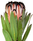 Protea Pink Mink from Boulevard Florist Wholesale Market