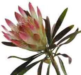 Protea Sugar Bush from Boulevard Florist Wholesale Market