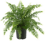 Rental - 6" Pot Plants from Boulevard Florist Wholesale Market