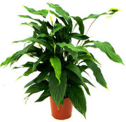 Rental - 8" Pot Plants from Boulevard Florist Wholesale Market