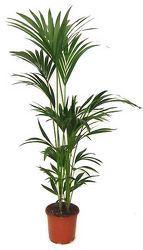 Rental - 4' to 5' Upright Plants from Boulevard Florist Wholesale Market