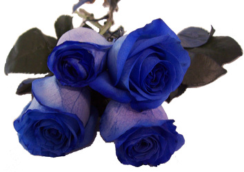 Roses Imported - Dyed Blue - 50-60cm from Boulevard Florist Wholesale Market