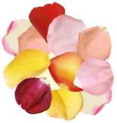 Rose Petals from Boulevard Florist Wholesale Market