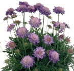 Scabiosa from Boulevard Florist Wholesale Market