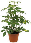 Schefflera from Boulevard Florist Wholesale Market