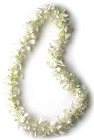 Lei - Dendrobium Orchid - Single White from Boulevard Florist Wholesale Market