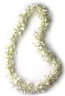 Lei - Single White - Dendrobium Orchid  from Boulevard Florist Wholesale Market