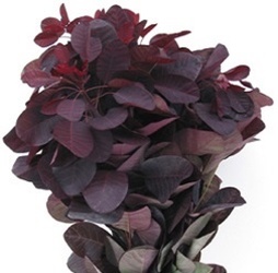 Smoke Bush from Boulevard Florist Wholesale Market