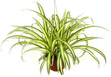 Spider Plant from Boulevard Florist Wholesale Market