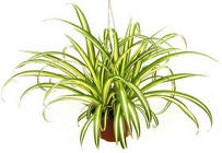 Spider Plant from Boulevard Florist Wholesale Market