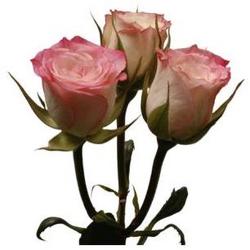 Roses Spray from Boulevard Florist Wholesale Market