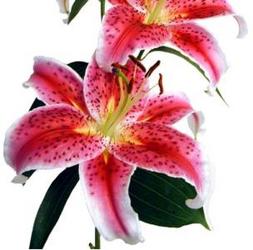 Lily Stargazer from Boulevard Florist Wholesale Market