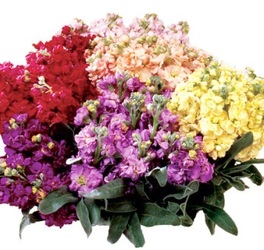 Stock from Boulevard Florist Wholesale Market