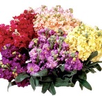 Stock from Boulevard Florist Wholesale Market