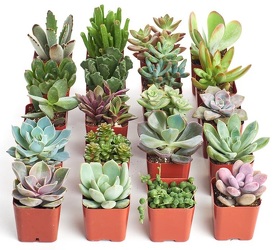 Succulents from Boulevard Florist Wholesale Market