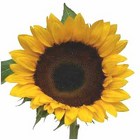 Sunflower  from Boulevard Florist Wholesale Market
