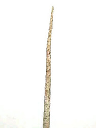 Yucca Pole from Boulevard Florist Wholesale Market