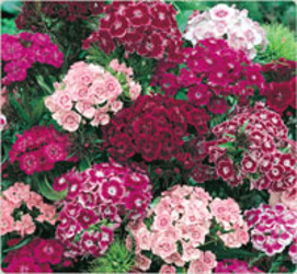 Sweet William - BUNCH from Boulevard Florist Wholesale Market