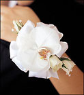 White Orchid and Roses Wristlet from Boulevard Florist Wholesale Market