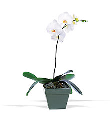 Phalaenopsis Orchid Plant from Boulevard Florist Wholesale Market