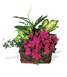 Azalea Attraction Garden Basket from Boulevard Florist Wholesale Market