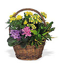 Petite European Basket from Boulevard Florist Wholesale Market