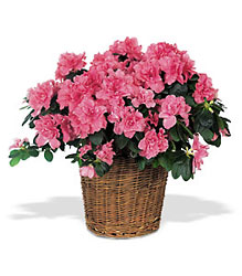 Pink Azalea from Boulevard Florist Wholesale Market