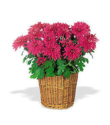 Purple Chrysanthemum from Boulevard Florist Wholesale Market