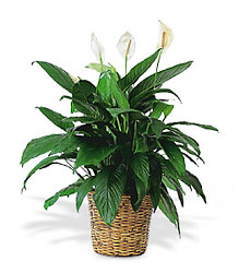 Large Spathiphyllum Plant from Boulevard Florist Wholesale Market